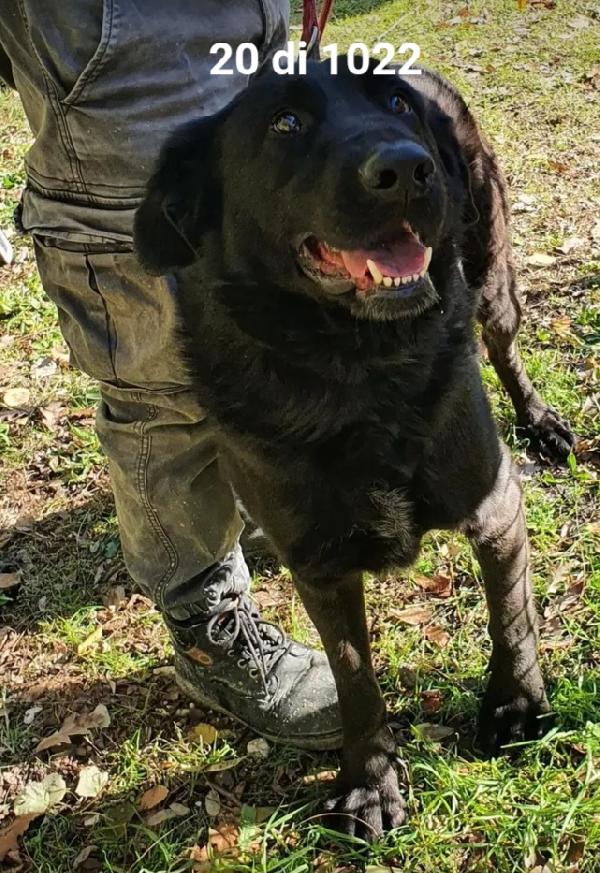 Total black 5anni tg grande buono da sempre in canile.MOLISE Foto 4